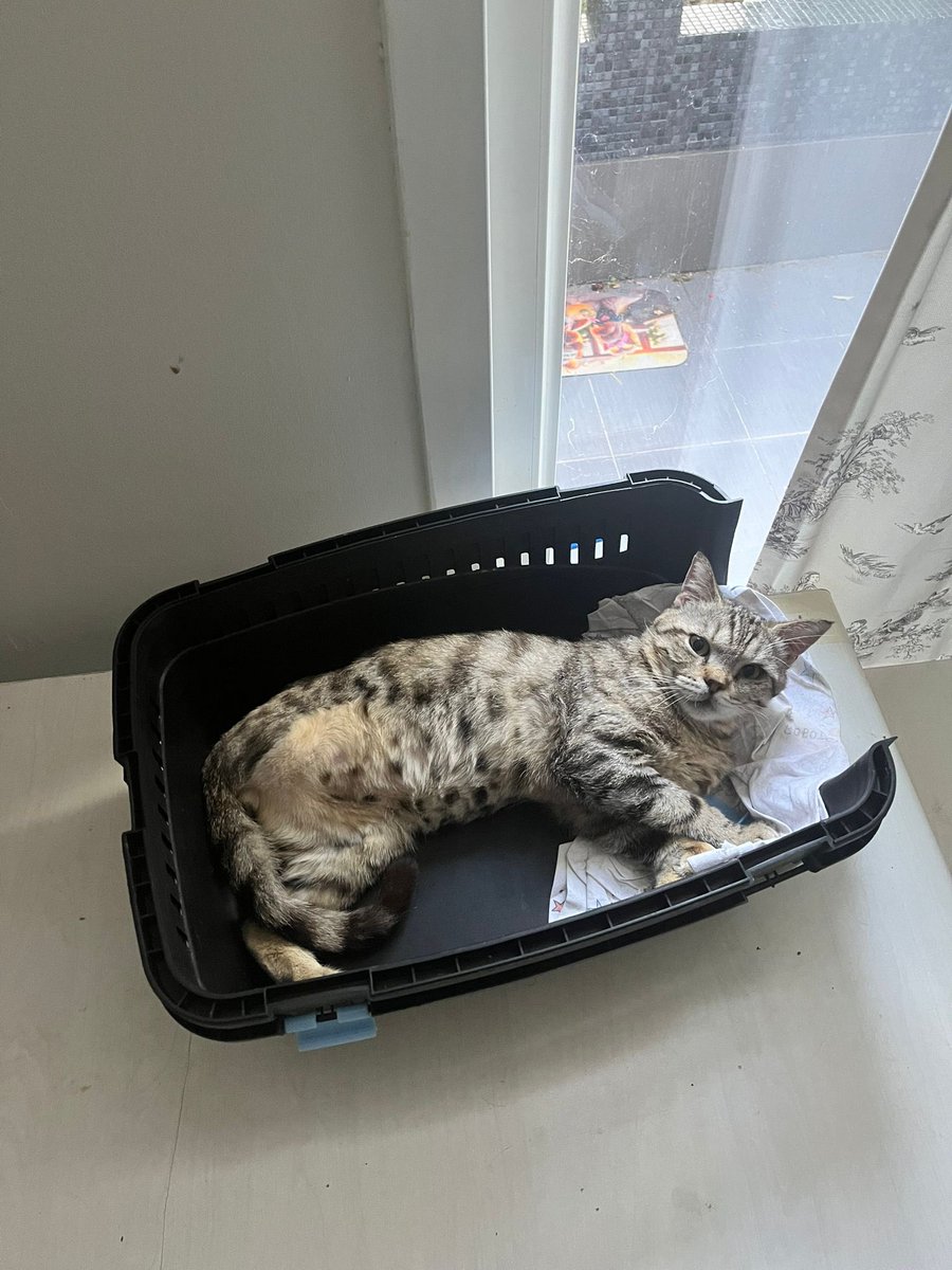 melothepit's tweet photo. Sokakta bir bacağını kaybeden fiv hastası kedi için 9 Temmuz son gün. O güne kadar öğrenci arkadaşımız evinde bakacak sonrasında memleketine dönecek. Günün 20 saati uyuyan bu kedicik sokakta yapamaz. Fiv hastası olduğu için kedisiz bir evde/ ofiste mutlu mesut yaşamak onun için tek çare…