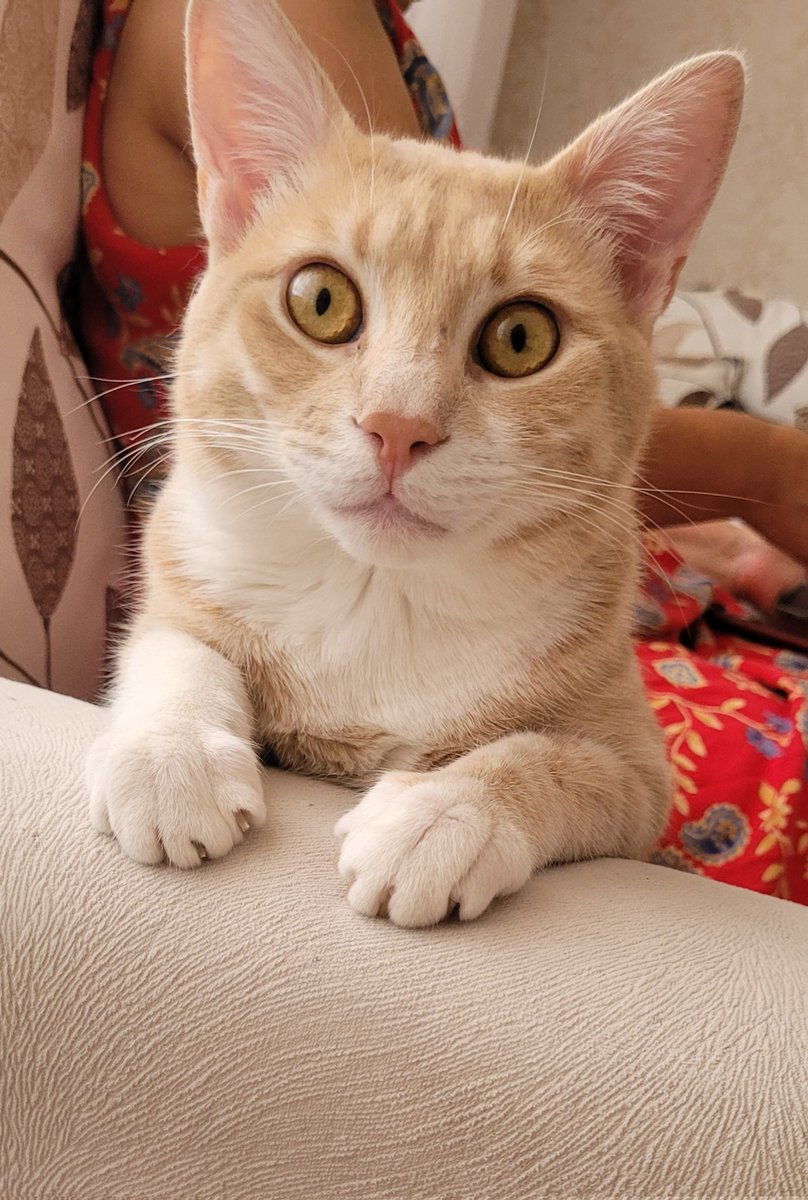 Nahide_75's tweet photo. @kedilikler Tarçın ve Zeytin https://t.co/JBKsN3xNPE