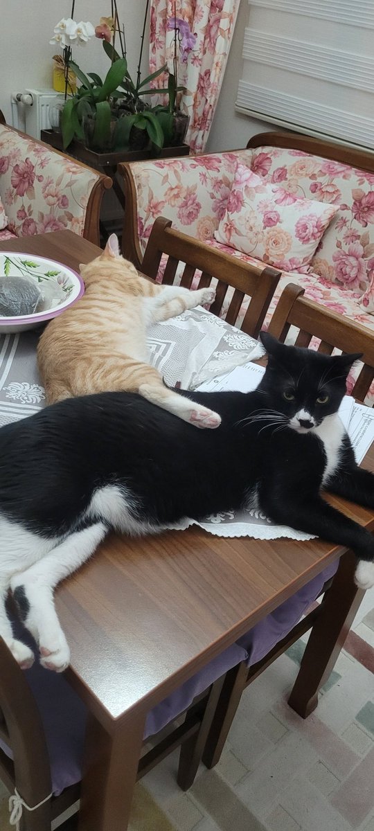 Nahide_75's tweet photo. @kedilikler Tarçın ve Zeytin https://t.co/JBKsN3xNPE