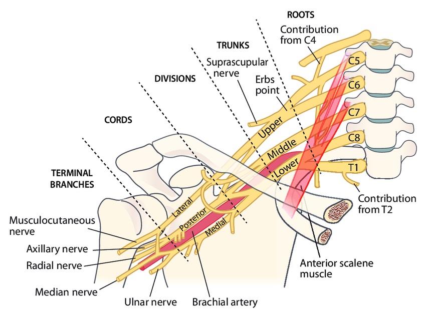 The Brachial Plexus is a complex network of nerves formed by the ...