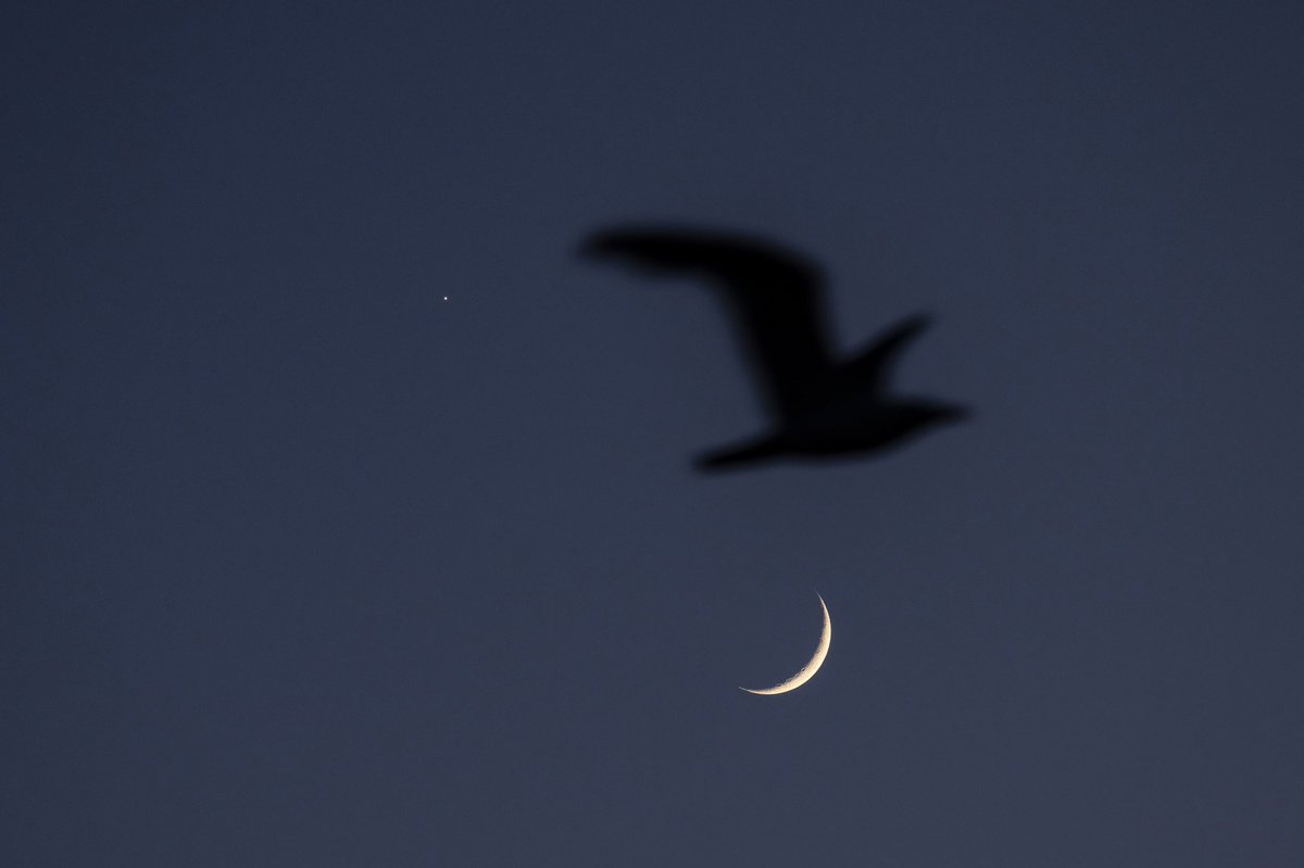 issatrl's tweet photo. Hilal ve Venüs güzel yurdumuzu selamlıyor bu akşam… 

#moon #venus #türkiye #ayyıldız https://t.co/y6KtSfgv0B