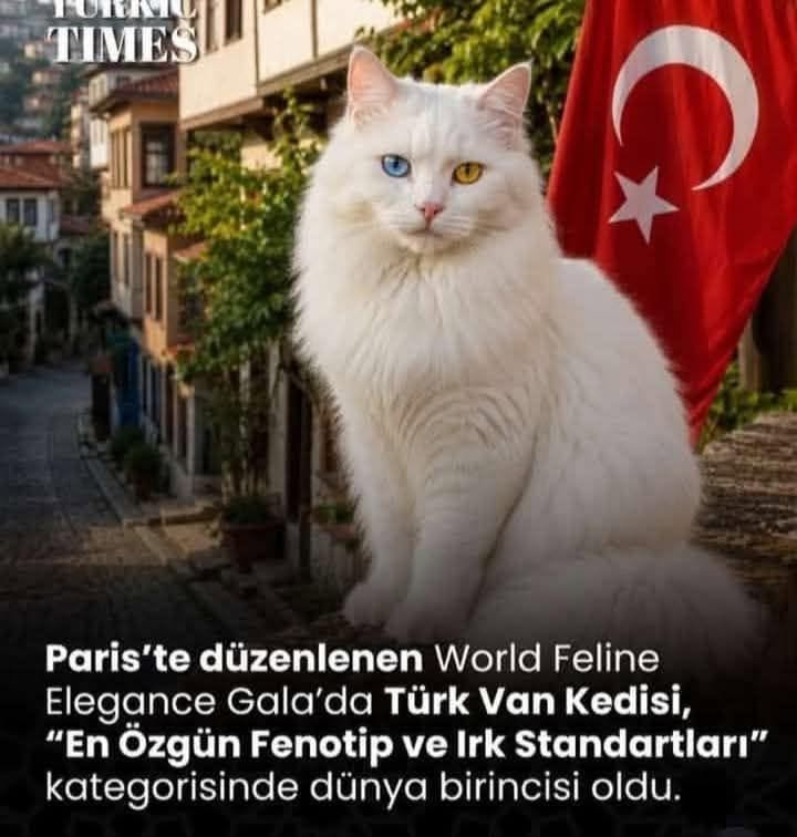 𝐸ş𝓇𝑒𝒻𝓅𝒶ş𝒶𝓁ı tweet media