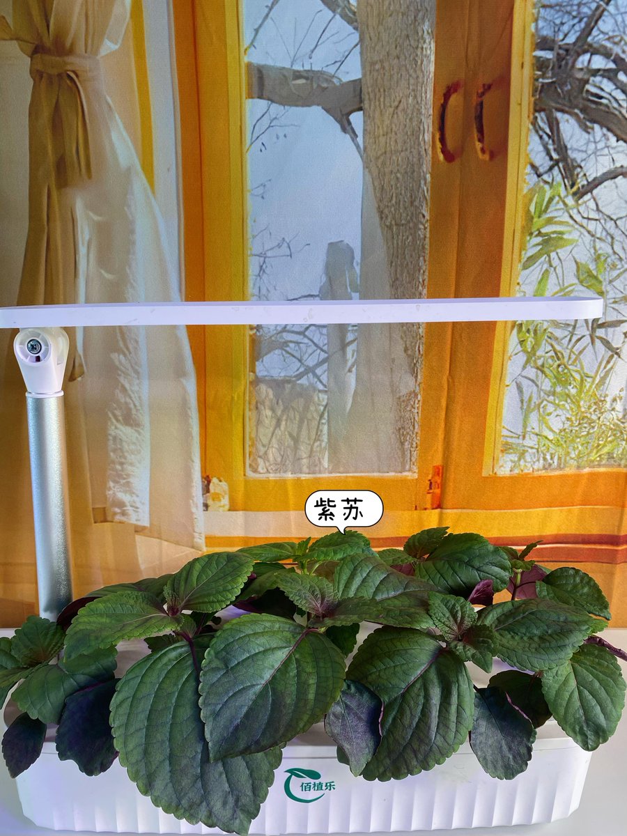 kayozee's tweet photo. Just finished my upcycled mason jar herb planter! Simple, eco-friendly, and perfect for my windowsill. Love turning trash into something useful ， https://t.co/Cs6S2u44fq