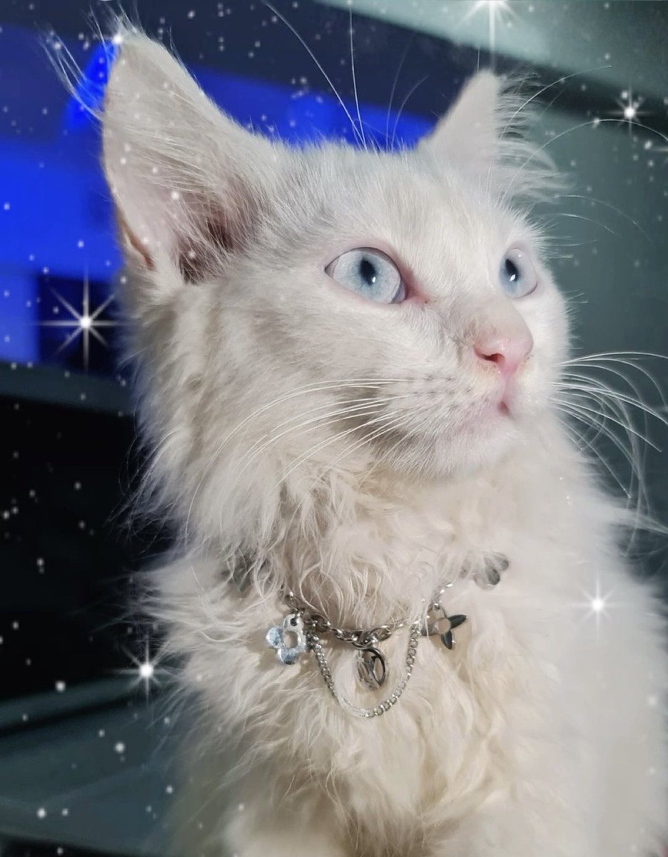 Taeminascats's tweet photo. https://t.co/06IbeACDv9