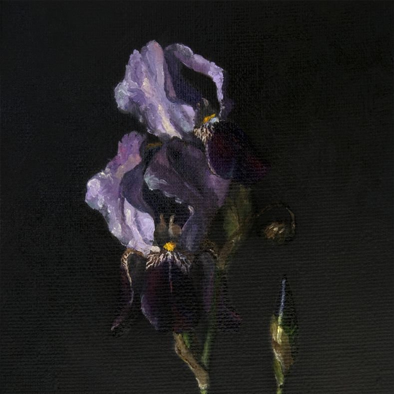 aestheticpost's tweet photo. Purple in all its quiet, dangerous beauty. https://t.co/Ljx8v7vQaq