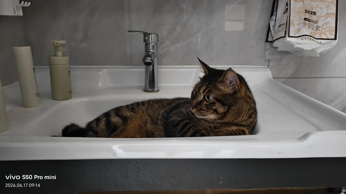 flamingoxie's tweet photo. 互换小猫萌照！ https://t.co/gaqYD9CbAV