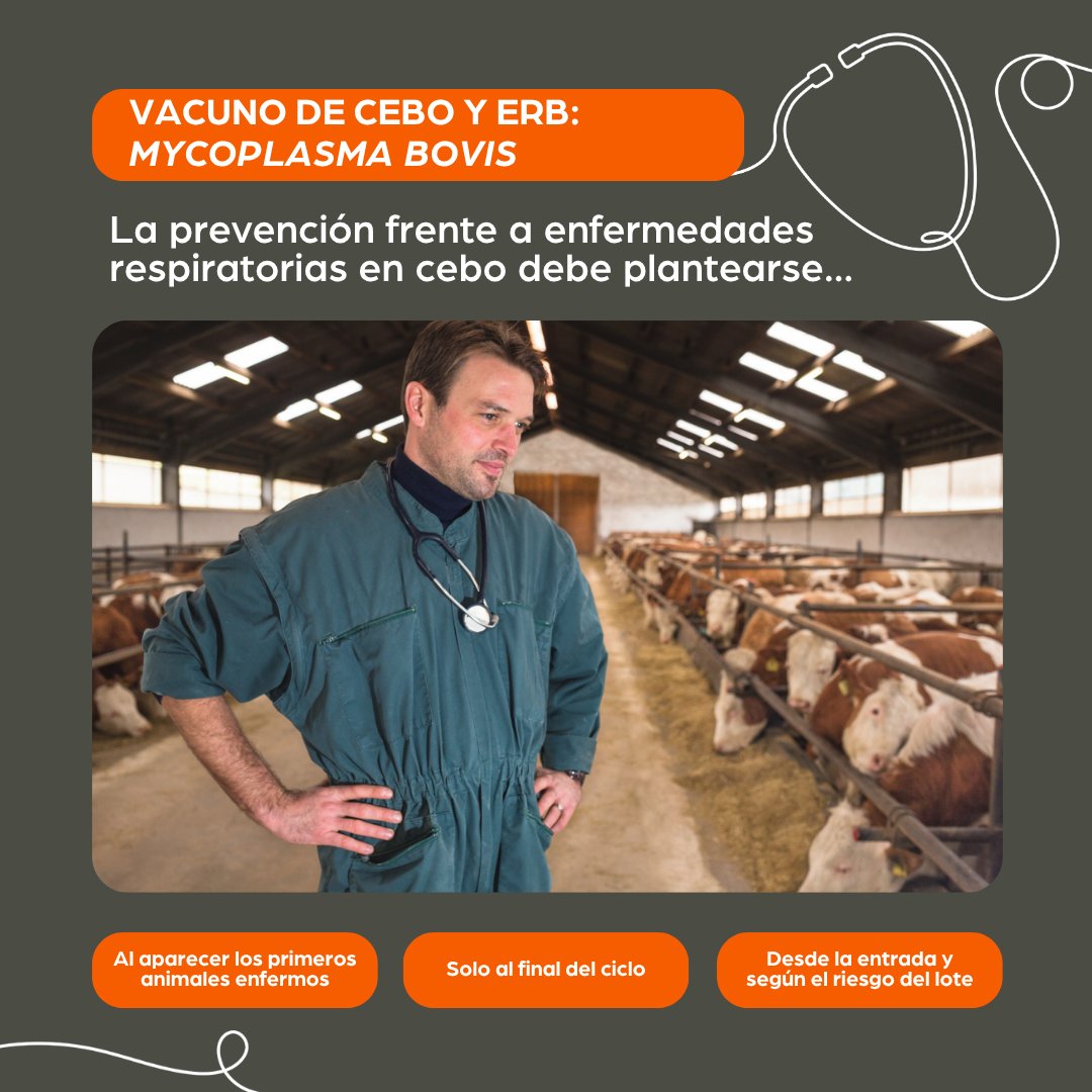 SentidoVacuno's tweet photo. Ponemos a prueba tus conocimientos sobre salud respiratoria en vacuno.

Los retos respiratorios pueden aparecer en momentos clave: la entrada al cebadero, las primeras semanas de vida, los cambios de manejo o situaciones de estrés.

Agentes como Mycoplasma bovis deben tenerse en cuenta dentro de una estrategia preventiva adaptada a cada explotación y diseñada junto al veterinario🩺🐮

Anticiparse junto al veterinario permite proteger la salud, el bienestar y la eficiencia del cebadero.
#SanidadAnimal #cConSentidoVacuno #MycoplasmaBovis #ERB