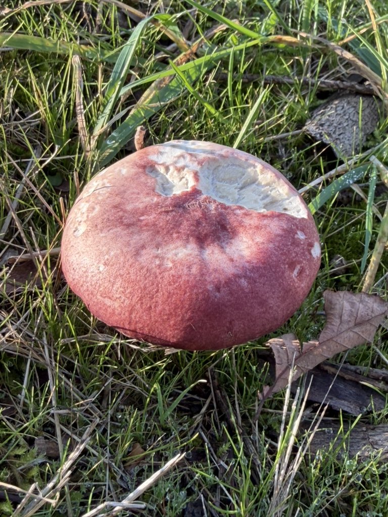 mimithejinx's tweet photo. i just took a bite of this mushroom https://t.co/dkXudYTIg8