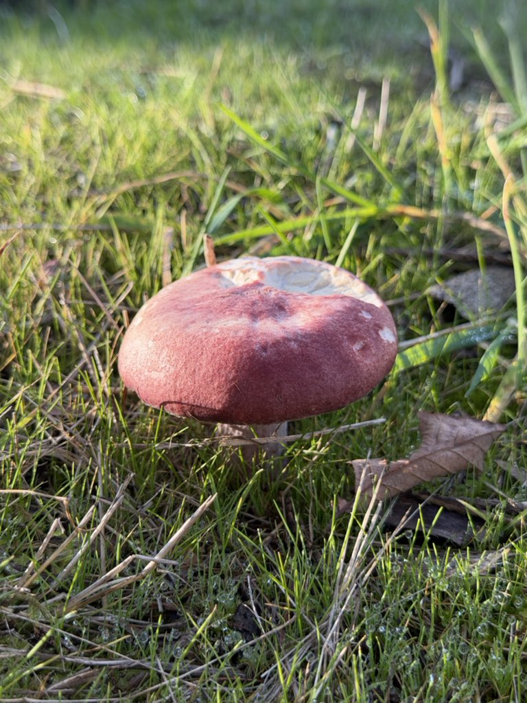 mimithejinx's tweet photo. i just took a bite of this mushroom https://t.co/dkXudYTIg8