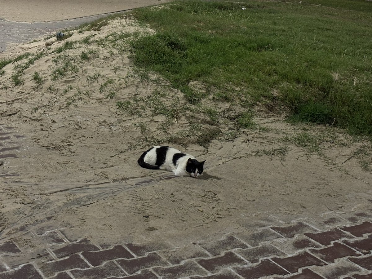 sttarrfall's tweet photo. 10k ✅🐱 https://t.co/i2bqO2Jy89