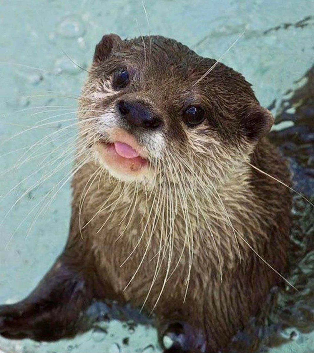 Charlie Cox as Otters tweet media