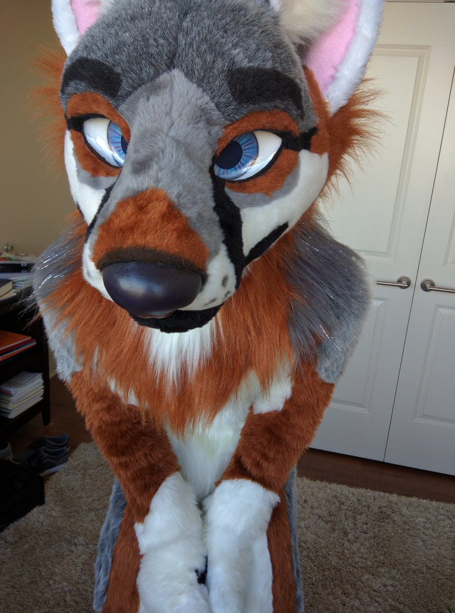 rocyofox's tweet photo. @Duke_Doberman I've had this guy for 10 years now 🥰 https://t.co/y4uieCUrJ3
