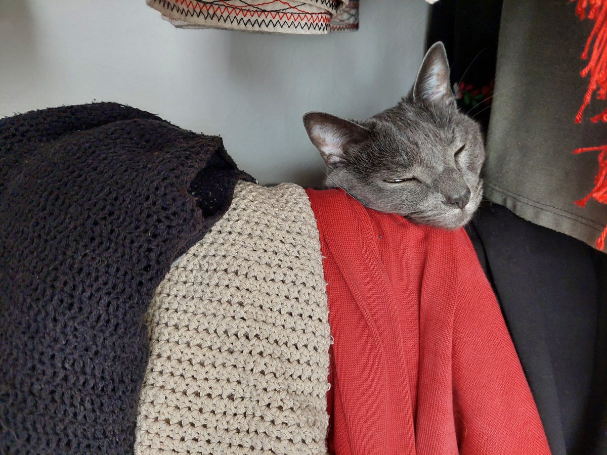 Humus_elgato's tweet photo. Ya no puede uno aislarse unas horas en el closet para tener un momento de recogimiento e introspección 💤 porque ahí va la Karen con su preguntadera de que si estoy bien, que si me duele algo, que mejor ven conmigo 🙄😾 https://t.co/j0z8jkrwHL