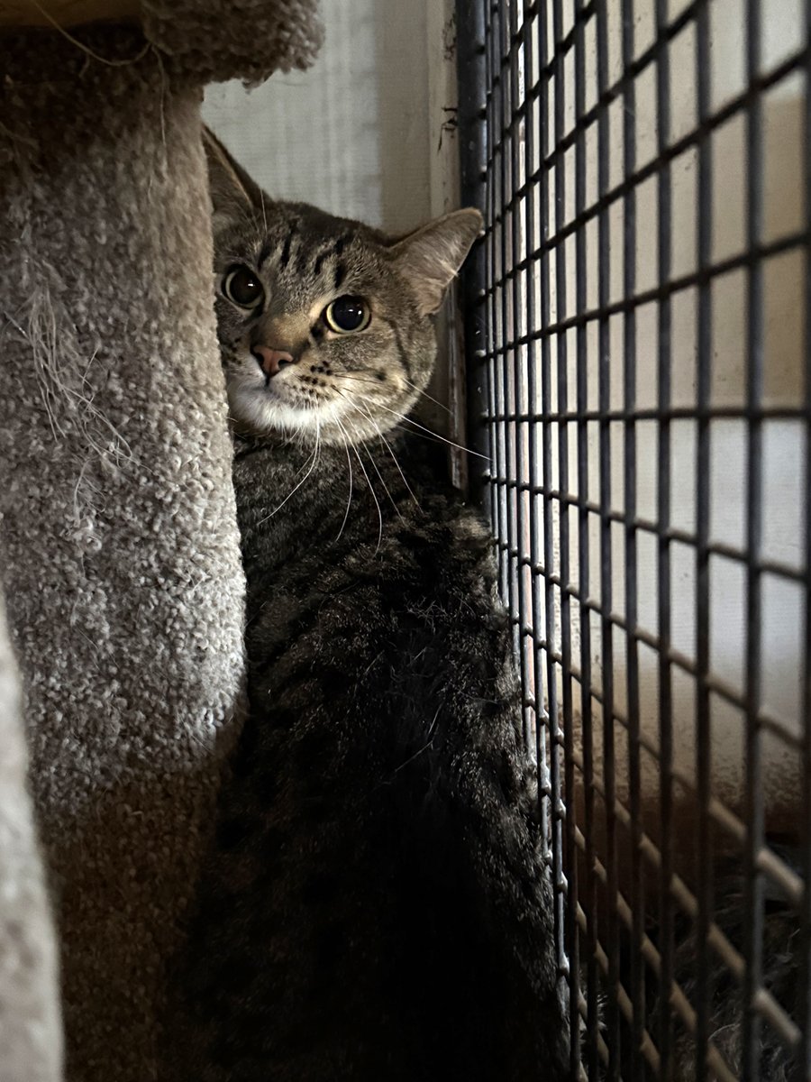 WishesRescue's tweet photo. 🦁Meet MUFASA!

He is a bit scared about coming to the rescue today with his sister Lucifer. They arrived from a situation that could no longer afford to feed them. We need to raise $300 for their intake! Who can help today?

Donate: https://t.co/vhrWy3gzSB https://t.co/2iH15wAYSl