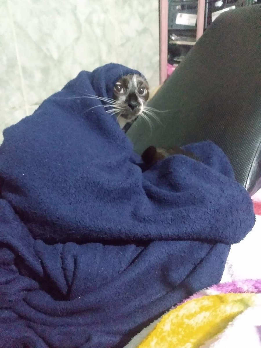 gatos fazendo gatices tweet media