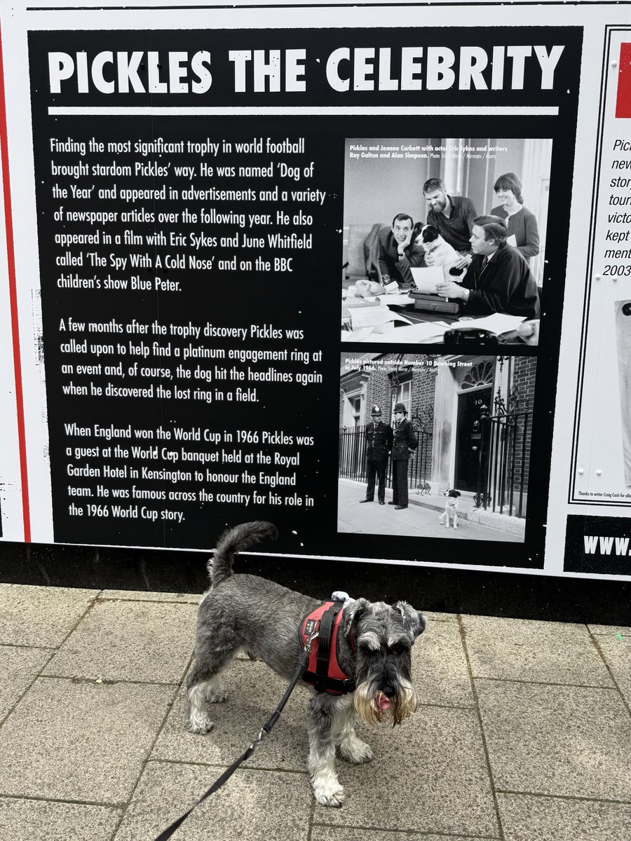 nonleaguedogs's tweet photo. Two of the most famous dogs in football. Waffles and Pickes #waffleswednesday
๐ธ @MrWafflesTheDog https://t.co/U7bX6mbyqt