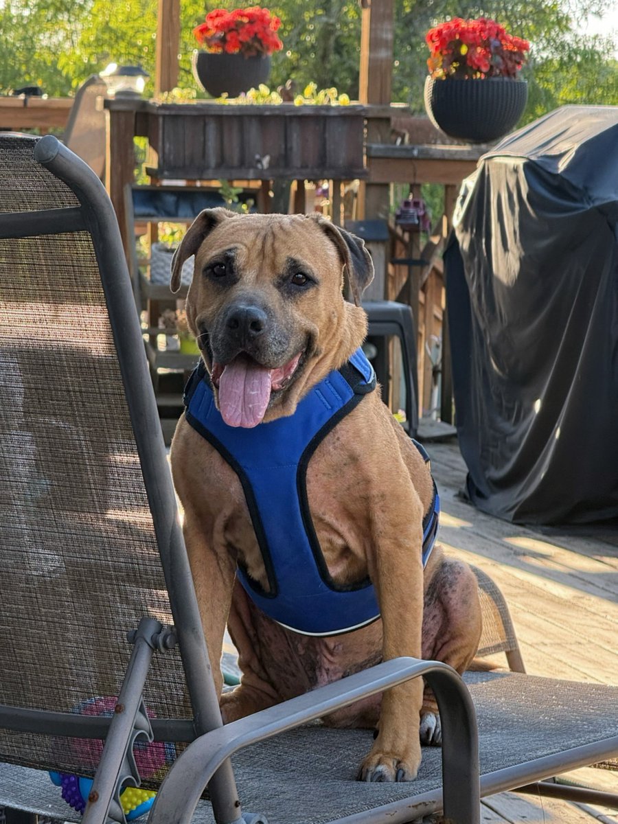 petsalive's tweet photo. Pets Alive Alumni Update: Rambo 🐶💫
 After 8+ years at the shelter, he’s now living his dream life with his forever family. He’s thriving—gaining weight, healing, and loving toys, pup cups, naps, and his backyard swing 🪵❤️ Happy, home, and deeply loved! ☀️🐾 https://t.co/S9aEVeFzAD