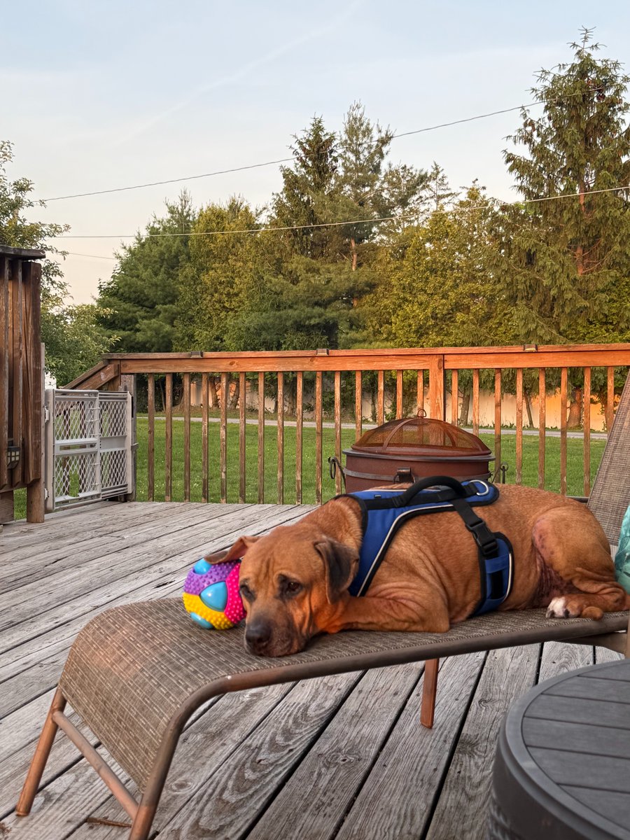 petsalive's tweet photo. Pets Alive Alumni Update: Rambo 🐶💫
 After 8+ years at the shelter, he’s now living his dream life with his forever family. He’s thriving—gaining weight, healing, and loving toys, pup cups, naps, and his backyard swing 🪵❤️ Happy, home, and deeply loved! ☀️🐾 https://t.co/S9aEVeFzAD