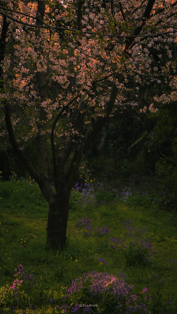 aestheticpost's tweet photo. Spring wrote this path just for you.. https://t.co/xwFy1yuRiB