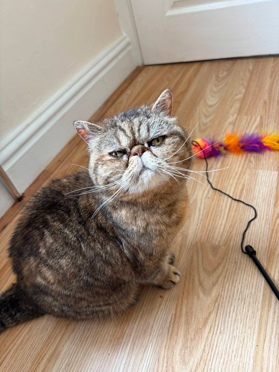 BCWRkittens's tweet photo. Gorgeous  Delilah at Bradford Cat Watch Rescue and Sanctuary, 14 years old, and now looking  for her retirement  home .
If you can offer Delilah a calm home her senior years please email katiebcwr@gmail.com with your full name address telephone number and email address. https://t.co/v4tXMUFXCU