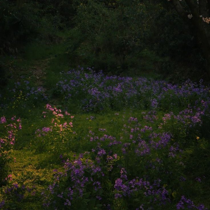 aestheticpost's tweet photo. Spring wrote this path just for you.. https://t.co/xwFy1yuRiB