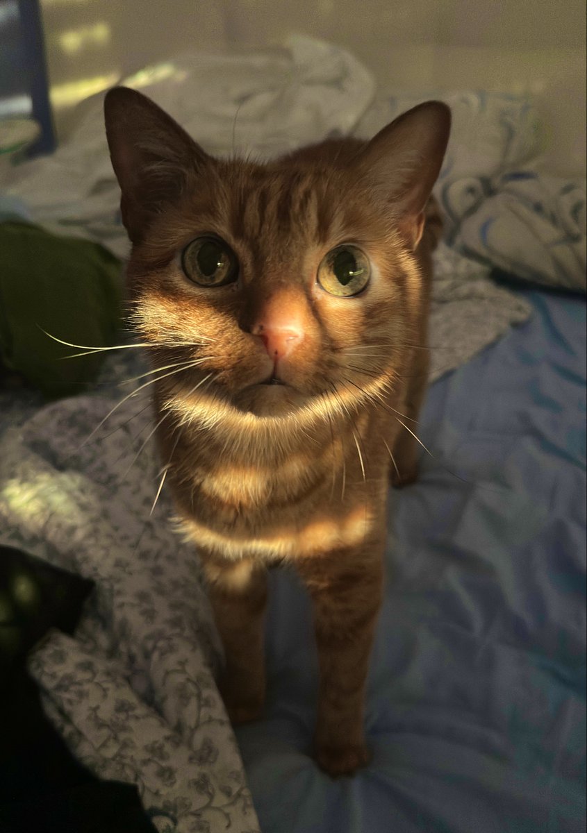 Carlos ⚖️🐱 tweet media