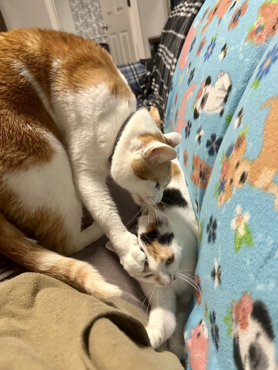 KiwiCat0703's tweet photo. Goose decided he had enough of the Wi https://t.co/BwctoP3UJX