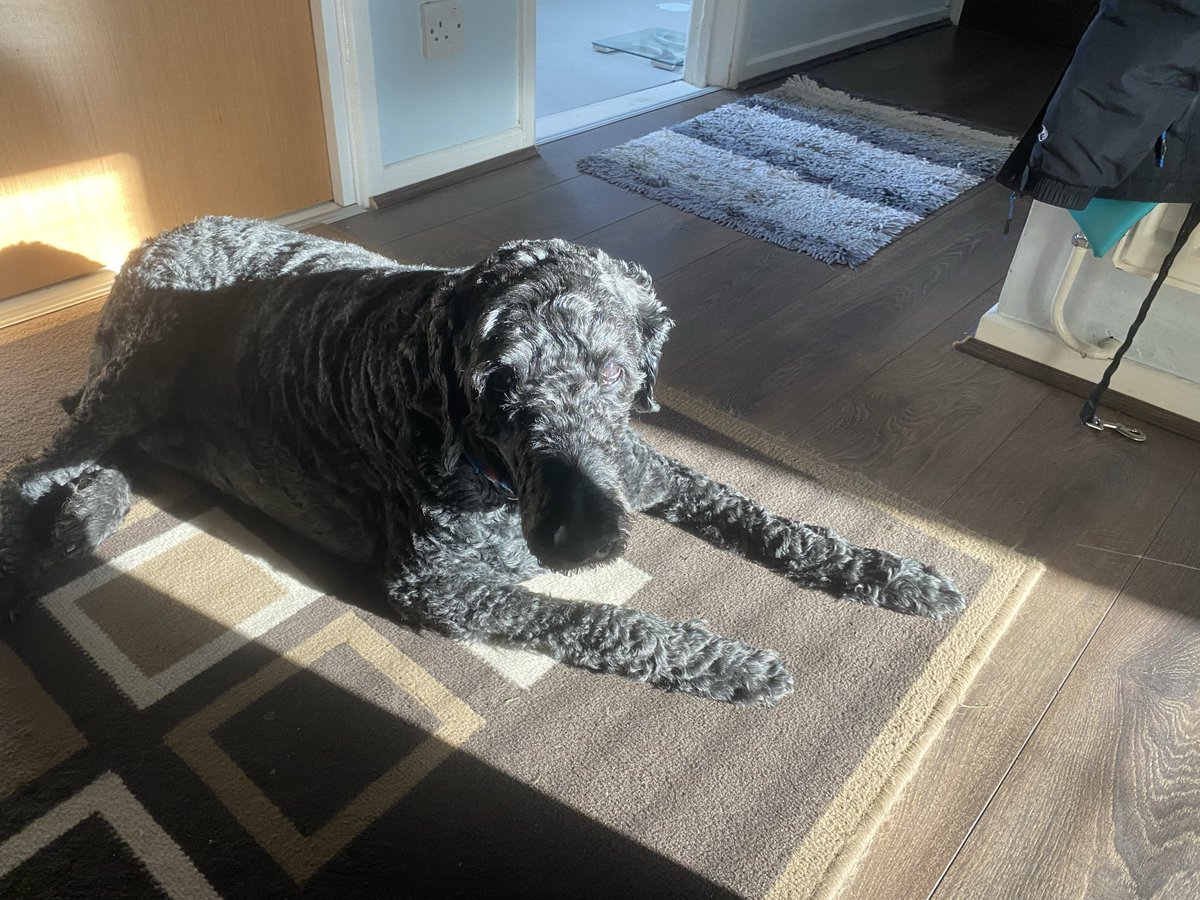 ejh20's tweet photo. @DoodleNessa Your posts really lift my heart my Storm is a labradoodle and he turned 13 on 03/06/26 I understand your nature and all your struggles love to you both 🥰🥰😍🤗 https://t.co/qH4O7FXG3B