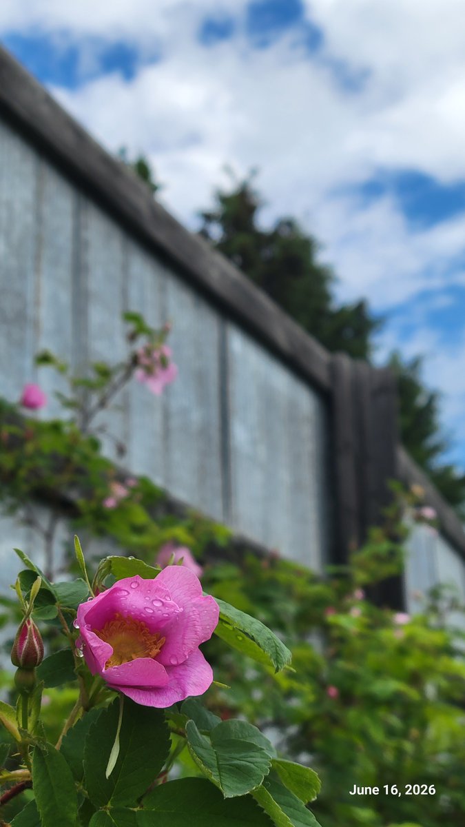 albertaplum's tweet photo. @PhilsPlot no arch.... but still... 
#rosewednesday

:) https://t.co/fSSoNDE0KP