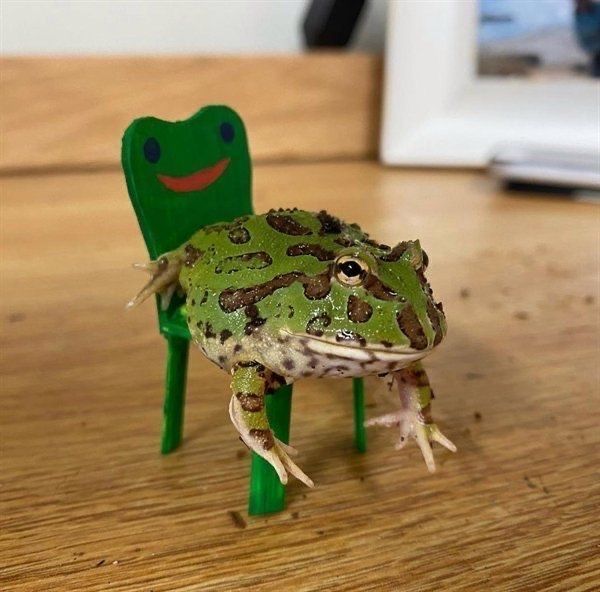 equine__dentist's tweet photo. he’s sitting on his little frog chair 😭 https://t.co/3H7U8a0F4x