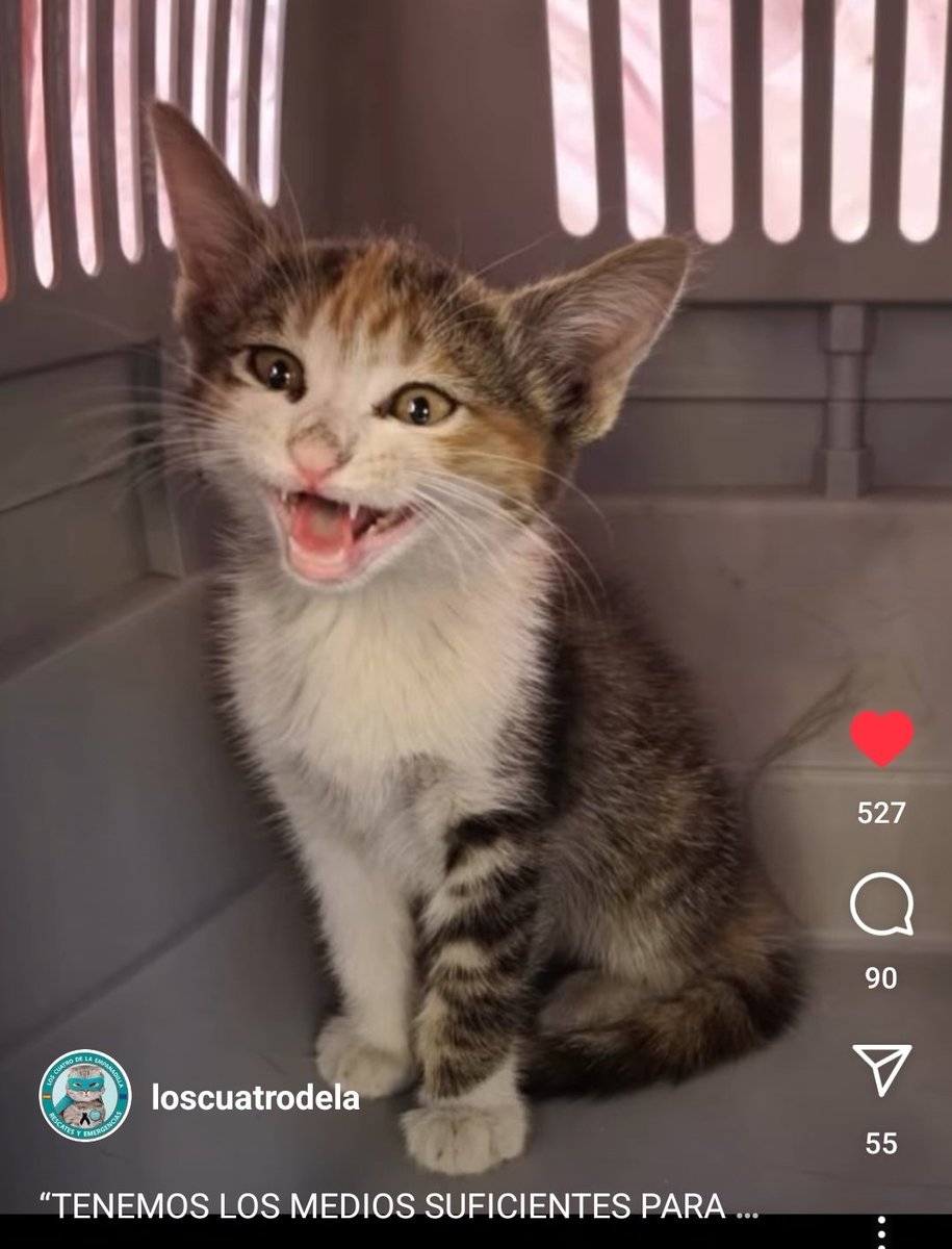 john_doe1237's tweet photo. Aún nadie se ha interesado porfavor si es lo más bonito que os va a pasar en la vida darle un hogar 🆘🆘🆘 URGENTE AYUDA https://t.co/QYInRrwhl1