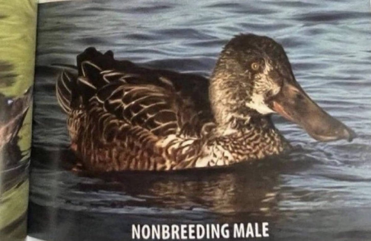 ⋆ 𝐎𝐍𝐈 ⋆ tweet media