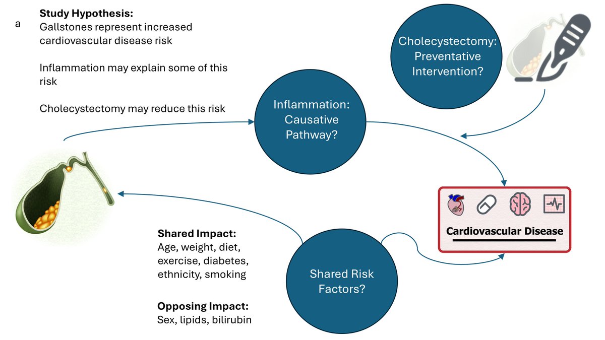 c_j_fairfield's tweet photo. Do gallstones increase risk of cardiovascular disease?

The high prevalence of gallstones makes any increase in CVD risk of great importance. 1/12
https://t.co/B03ZWYLoBu https://t.co/B4aZqCSgHS
