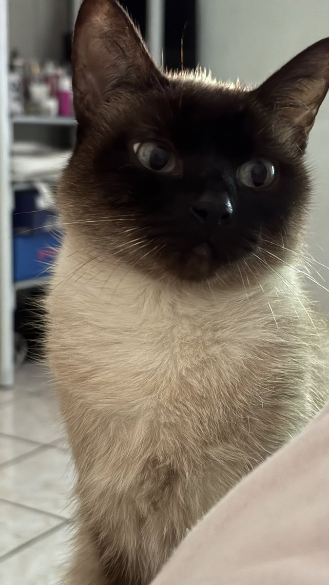 lomlsccp's tweet photo. depois dessas fotos ela se jogou encima de mim pra me atacar https://t.co/1D0bBkbPrR