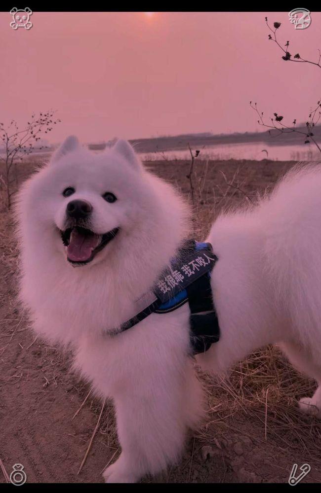 JudithW43562802's tweet photo. Zoe, acting as Sunny, plays and dances with the dog, which chases her with a wagging tail, amusing the guests and easing the tension regarding the lost dog. https://t.co/Tf1q0G3WWI