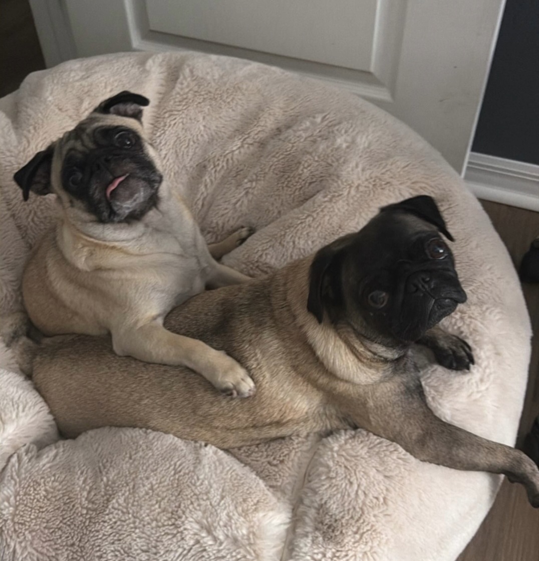 MarkKrockover's tweet photo. Hanging out on a rainy Wednesday #PugsAndKisses #Pug #Dog #DoubleTrouble #Hangingout #Wednesday #WednesdayMotivation #WednesdayVibes #WednesdayThoughts #HumpDay https://t.co/GjmbhaHtGK