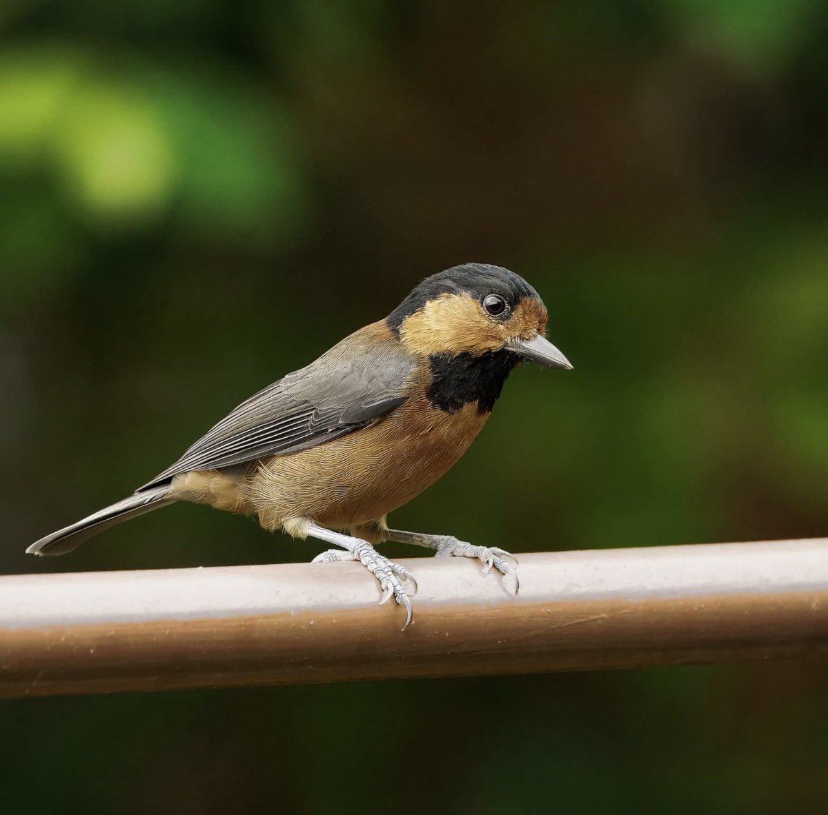carlosmapalina's tweet photo. The Owston's Tit (Sittiparus owstonies) is a beautiful and active songbird found only on the Izu Islands, a group of volcanic islands of the southern coast of Japan.

#birds_captures #japanbirds #birding #wonderfull #birdphotography #Japan https://t.co/krE9VhSX2e