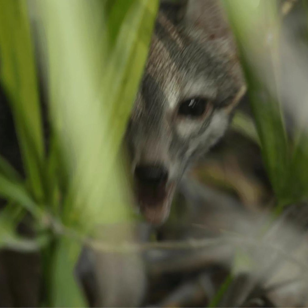 AMAZlNGNATURE's tweet photo. Dwarf fox feared extinct for over 20 years photographed for the first time

The elusive Cozumel dwarf fox was photographed on Mexico's Cozumel Island in 2023 after not being seen since 2001. The first ever image of the rare animal was only recently released https://t.co/47XZ1N89ag
