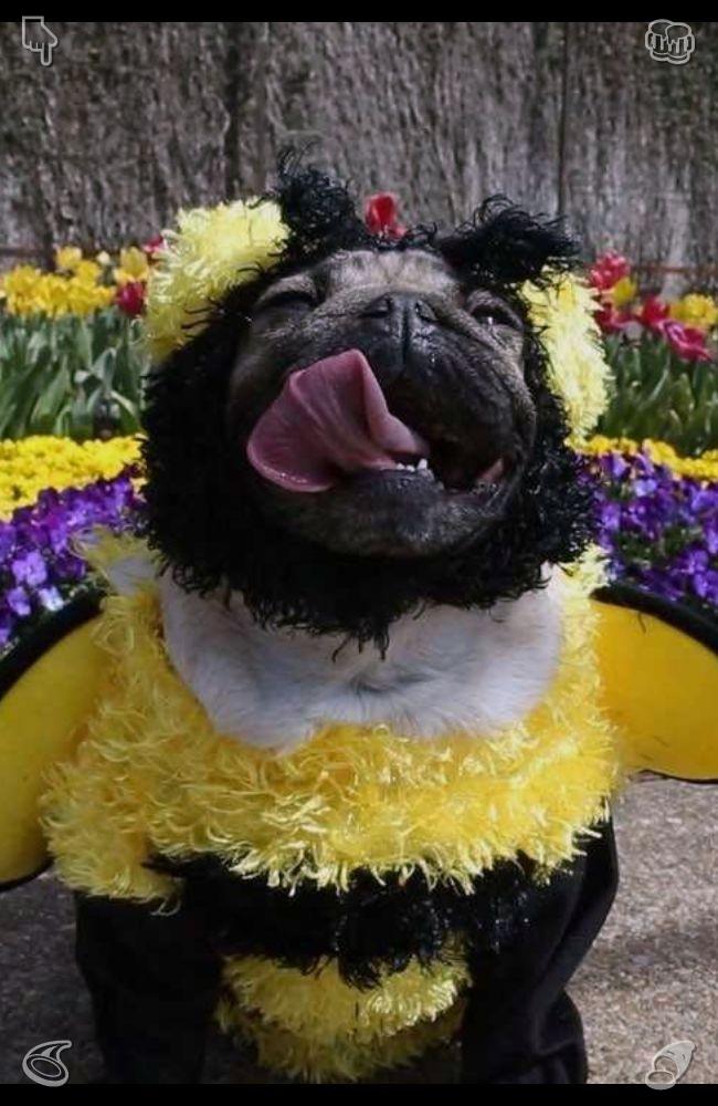 Der_Siester's tweet photo. Walking slowly through a field of flowers teaches us to find peace with life. Much like flowers blooming in their own time, people should embrace a calm growth and a gentle way of living. https://t.co/oKhJ1xB1lZ