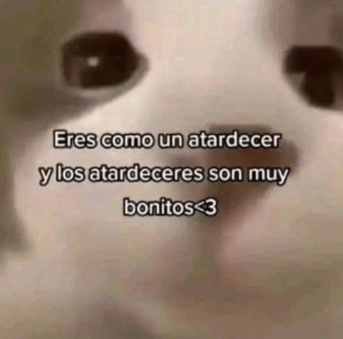 MundoDeBigotes's tweet photo. https://t.co/JKN5ImV9rX