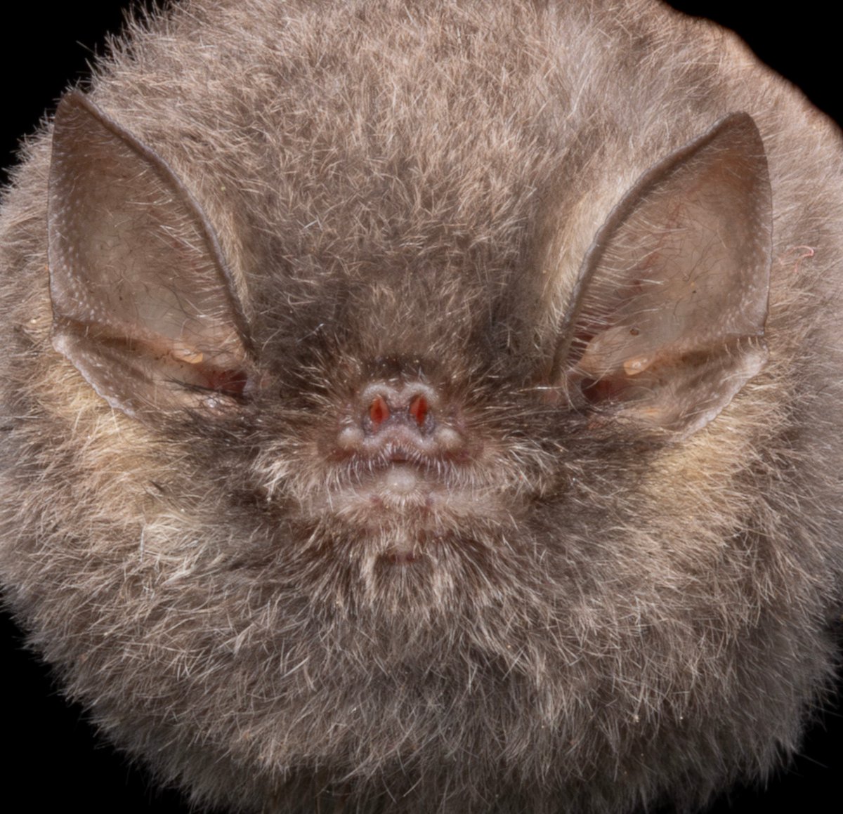 Bat Conservation International tweet media