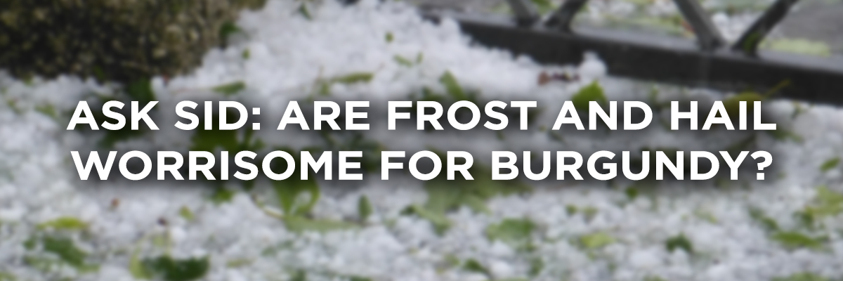 IWFSAmericas's tweet photo. #asksidiwfs on #winewednesday: I was wondering with global warming if the frost and hail risks continue to be worrisome for Burgundy?
.
Answer: https://t.co/OE2eFFD2Rh @winefoodguru https://t.co/9SSfWGxaNT