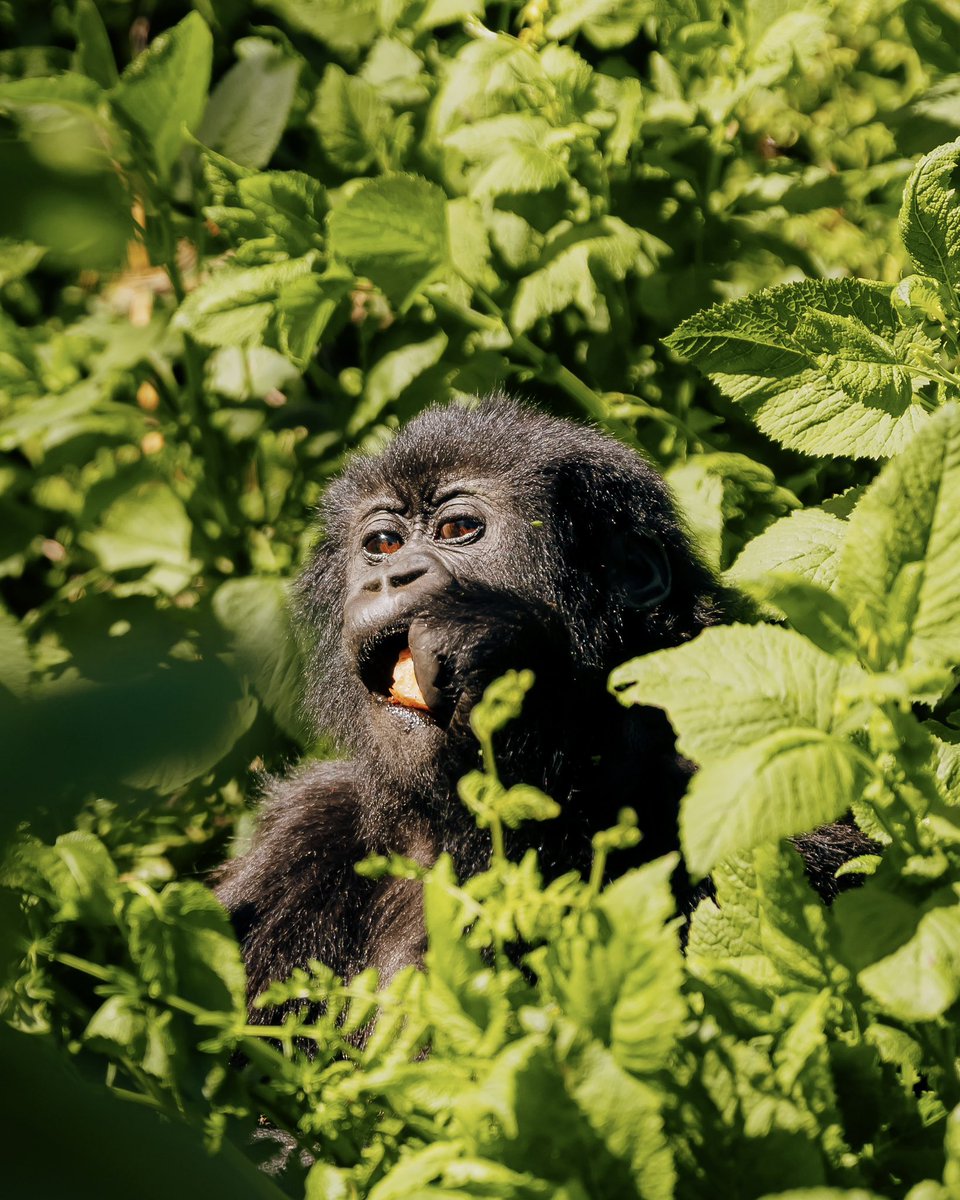 atletienglish's tweet photo. A memorable encounter in the Land of a Thousand Hills 🦍🇷🇼

Robin Le Normand experienced mountain gorilla trekking in Rwanda's Volcanoes National Park, one of the world's most extraordinary wildlife experiences. https://t.co/I0RtaDIL8m