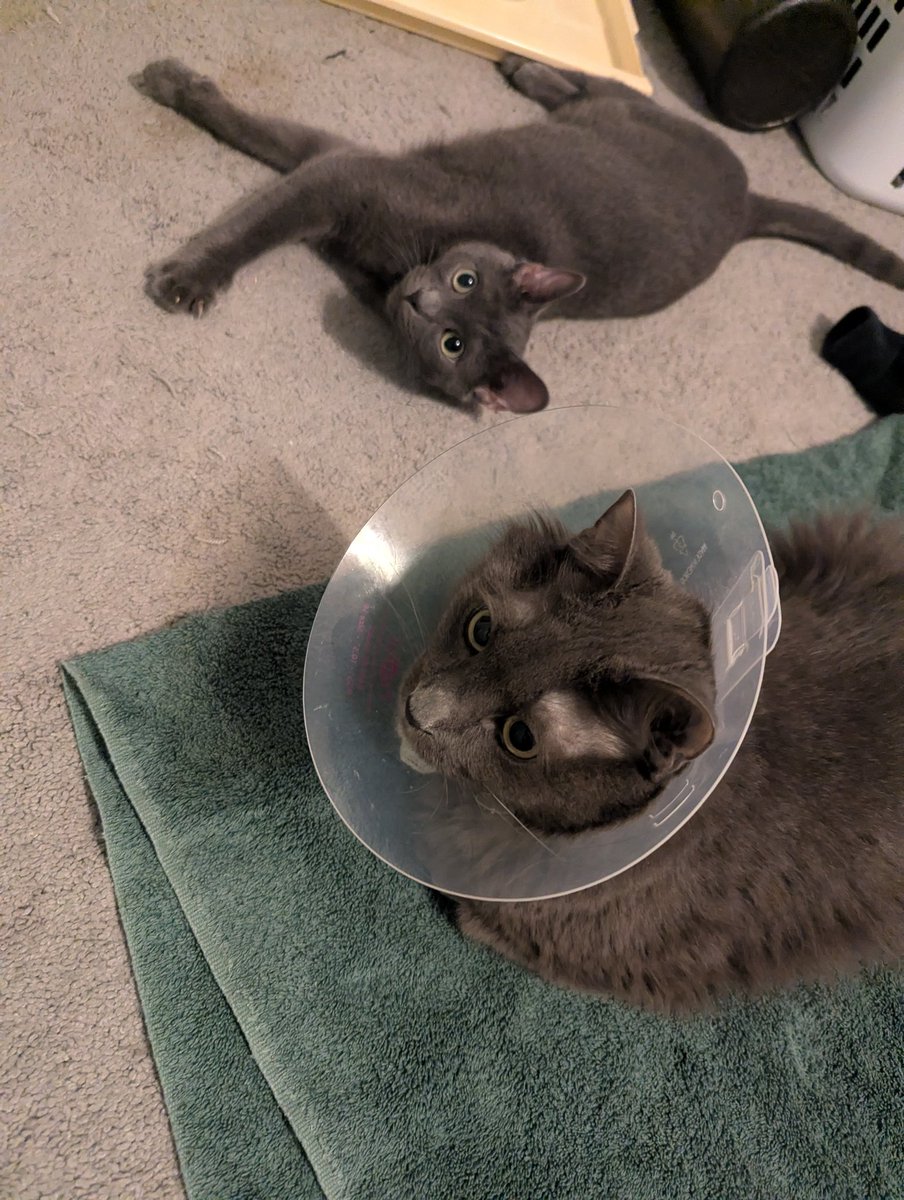 irohthecat's tweet photo. iroh is being allowed some supervised bumi time, the gabapentin revealed a dark secret of iroh's. while high he was unable to hide the fact that he actually really loves bumi deeply https://t.co/AjlMVm08O7