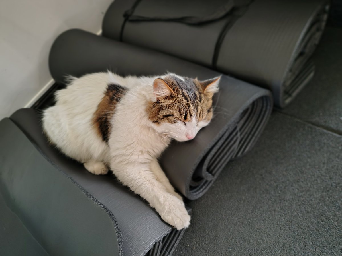 RinkaIlv's tweet photo. Момент из спортивного зала 🐾
Каждый тренируется по своему 💪🏻
Тренер мягкие лапки 🐾✨

 #ilvarinka  #VTuber  #anime #cat https://t.co/C4ibXfk9be