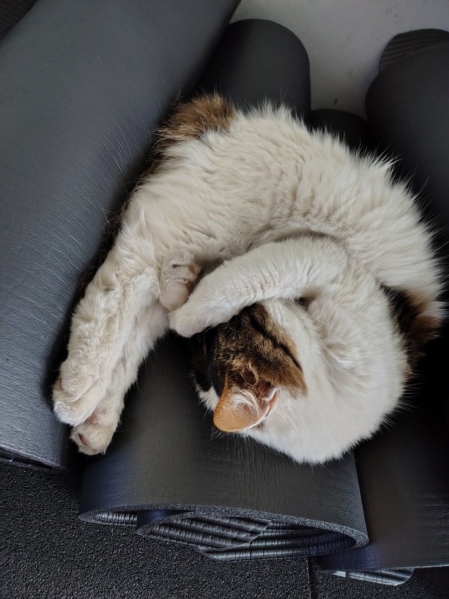 RinkaIlv's tweet photo. Момент из спортивного зала 🐾
Каждый тренируется по своему 💪🏻
Тренер мягкие лапки 🐾✨

 #ilvarinka  #VTuber  #anime #cat https://t.co/C4ibXfk9be