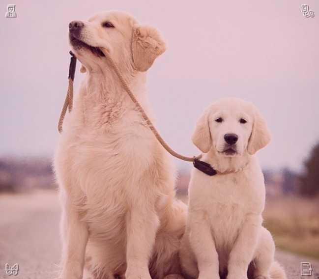 murau39's tweet photo. We stroll to a nearby pond where ducks are floating. Buddy sits there, tilting his head as he watches them. Instead of barking, he simply observes, seemingly trying to understand the ducks' behavior. https://t.co/DrQGjlXdtm