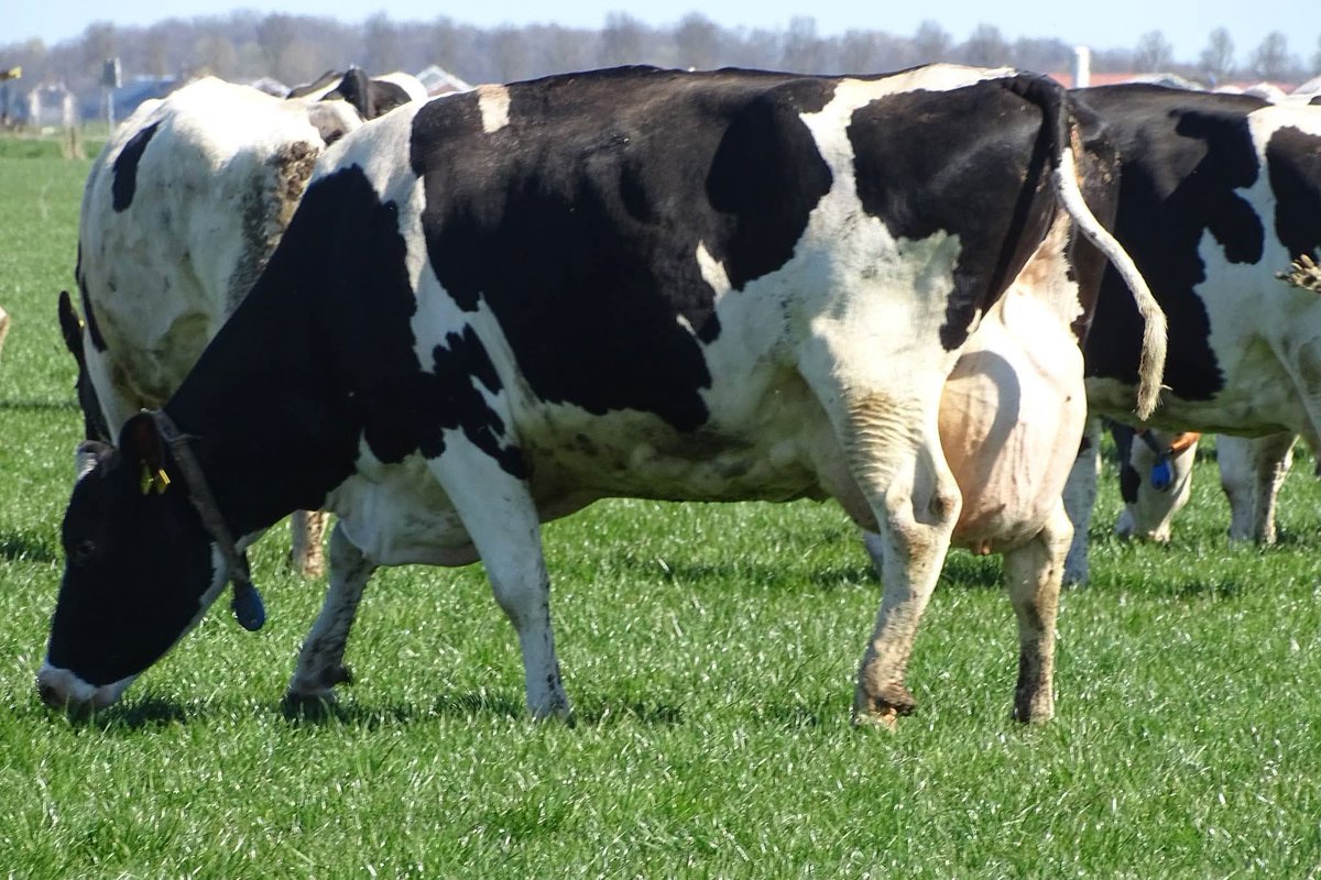 WimdenOudsten's tweet photo. Tijdens de oorlog gingen mensen uit de steden naar de boeren voor voedsel. De boeren hielpen waar ze konden en zorgden ervoor dat velen niet met lege handen naar huis gingen.

Vandaag lijkt het soms alsof we vergeten hoe belangrijk onze boeren zijn. Want als we onze eigen voedselproductie afbouwen, worden we steeds afhankelijker van anderen.
Waardering voor boeren is geen nostalgie, maar gezond verstand. Zij zorgen elke dag voor ons voedsel, nu én in de toekomst.