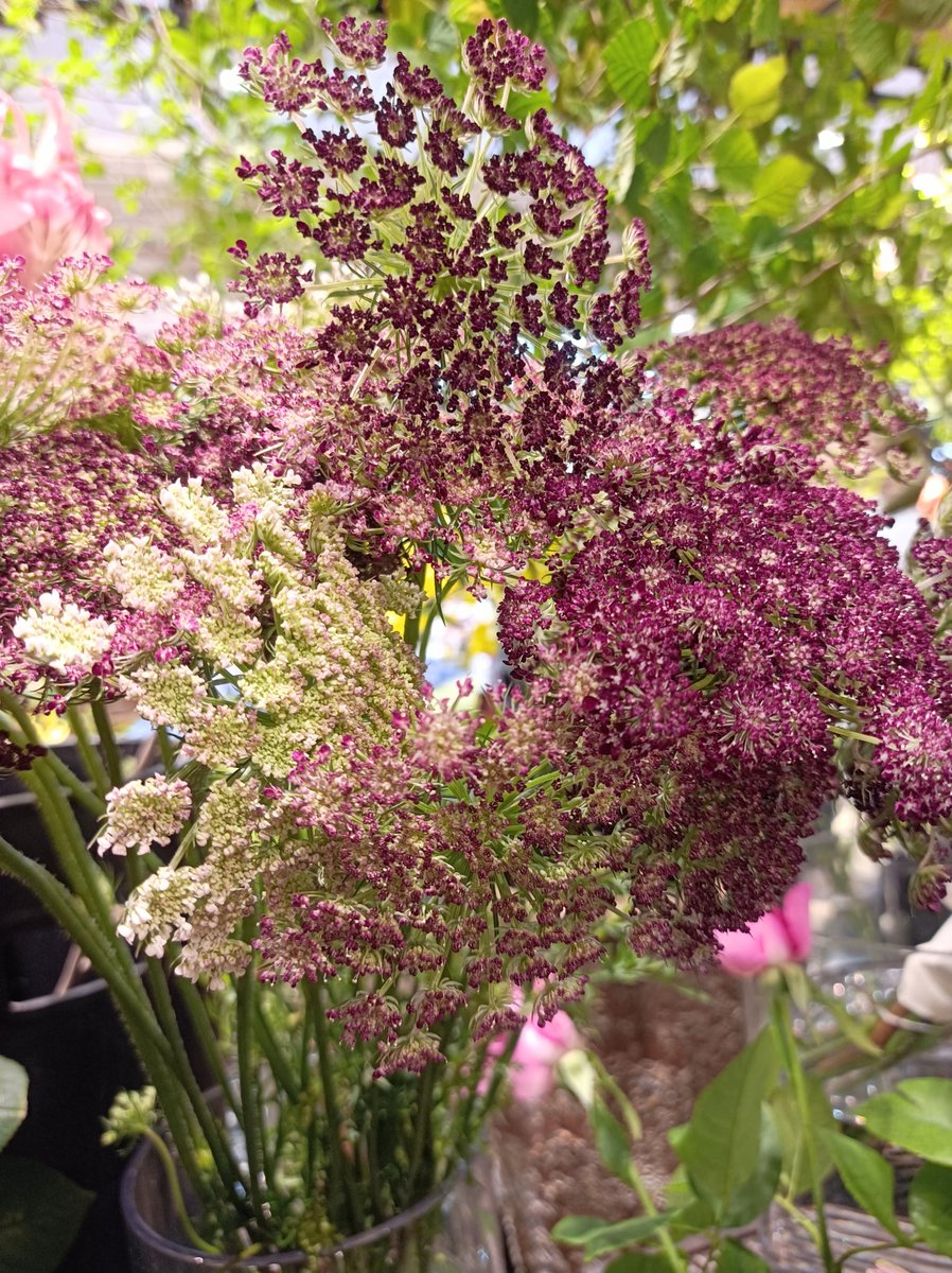 lily49547397's tweet photo. 君の足元に
         小さな、虹…
何も無かった空に
         ぽつんと輝いていた…
君を思う事だけで
                     明日が輝く…
一生そばにいるから
         一生離れないように…
#ブラックレ一スフラワー
虹ような
      花火ような…
淡いピンク・深い赤紫・黒みを帯びで、色とりどり… https://t.co/r0TkAEWMMS
