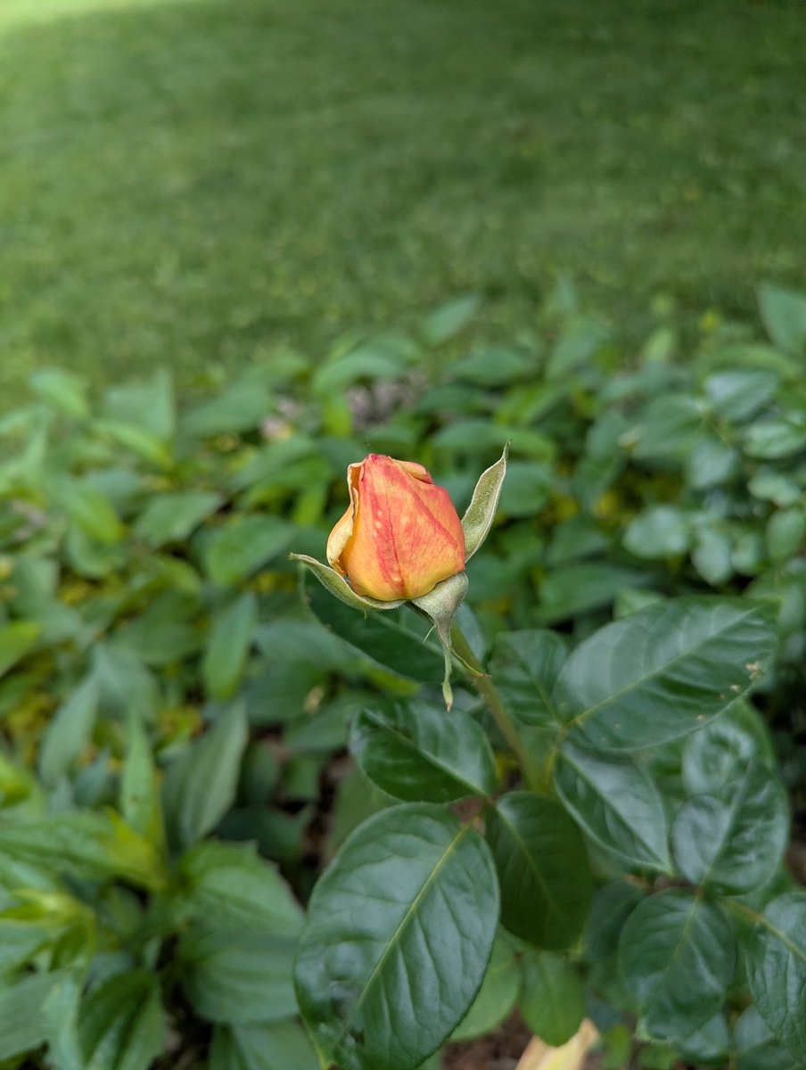 WhenHopeBecomes's tweet photo. My favorite! Summer roses 🩷 https://t.co/vXvlywrfIg